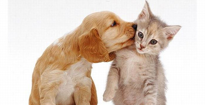 dog-kiss-kitty