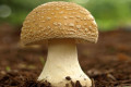 Quick Zaps of Ultraviolet Light Can Boost Vitamin D Levels in Mushrooms
